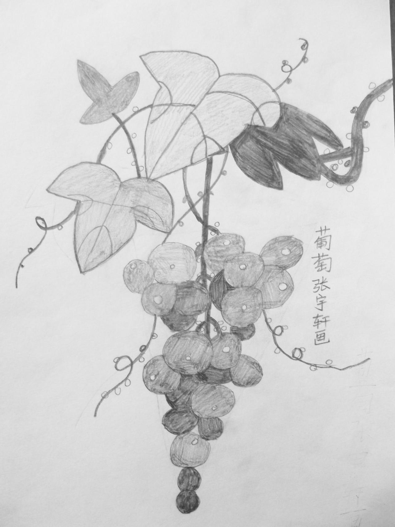 葡萄 素描 张宇轩画