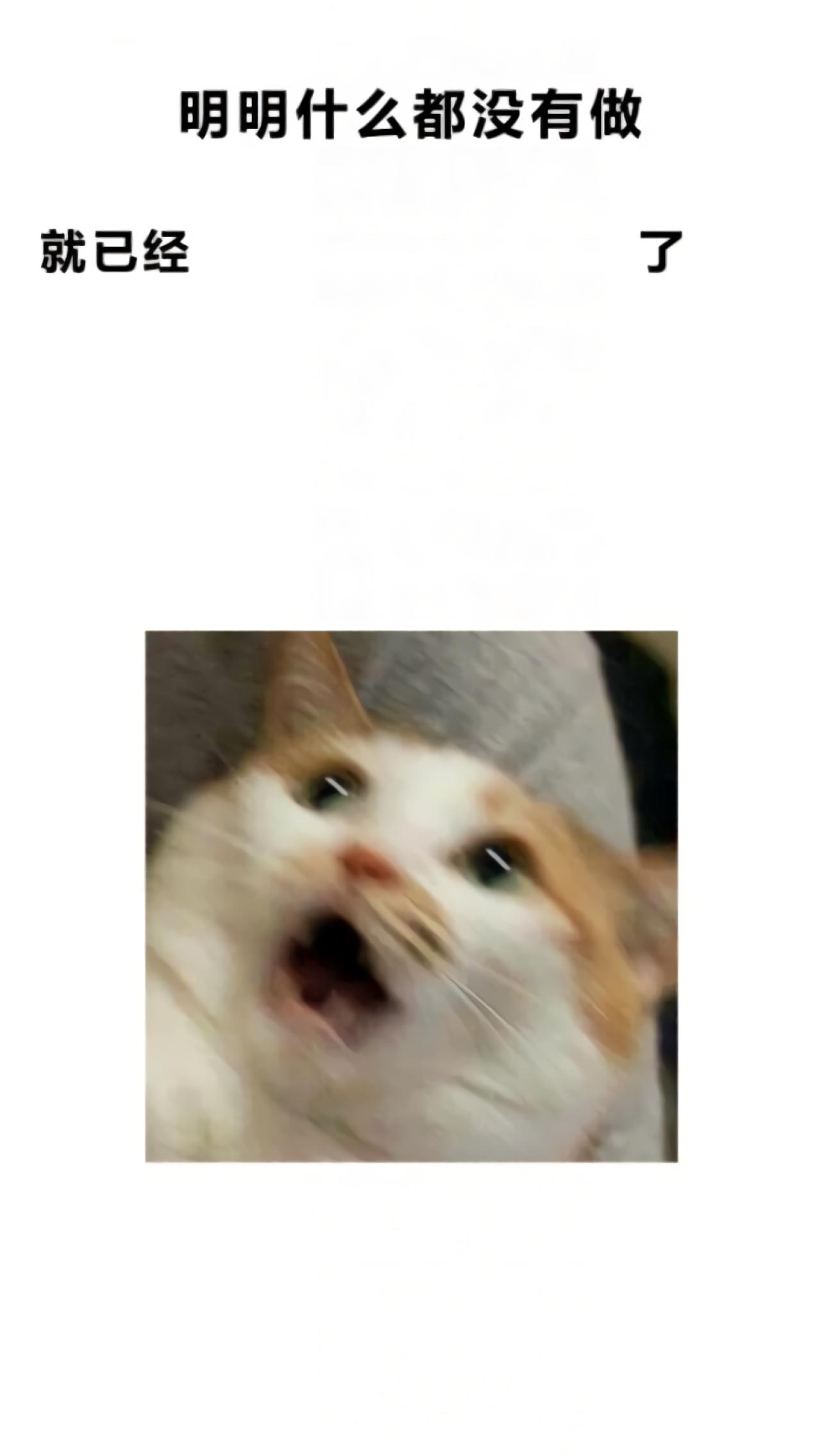 明明什么都没有做就已经了之吃惊的猫咪手机壁纸