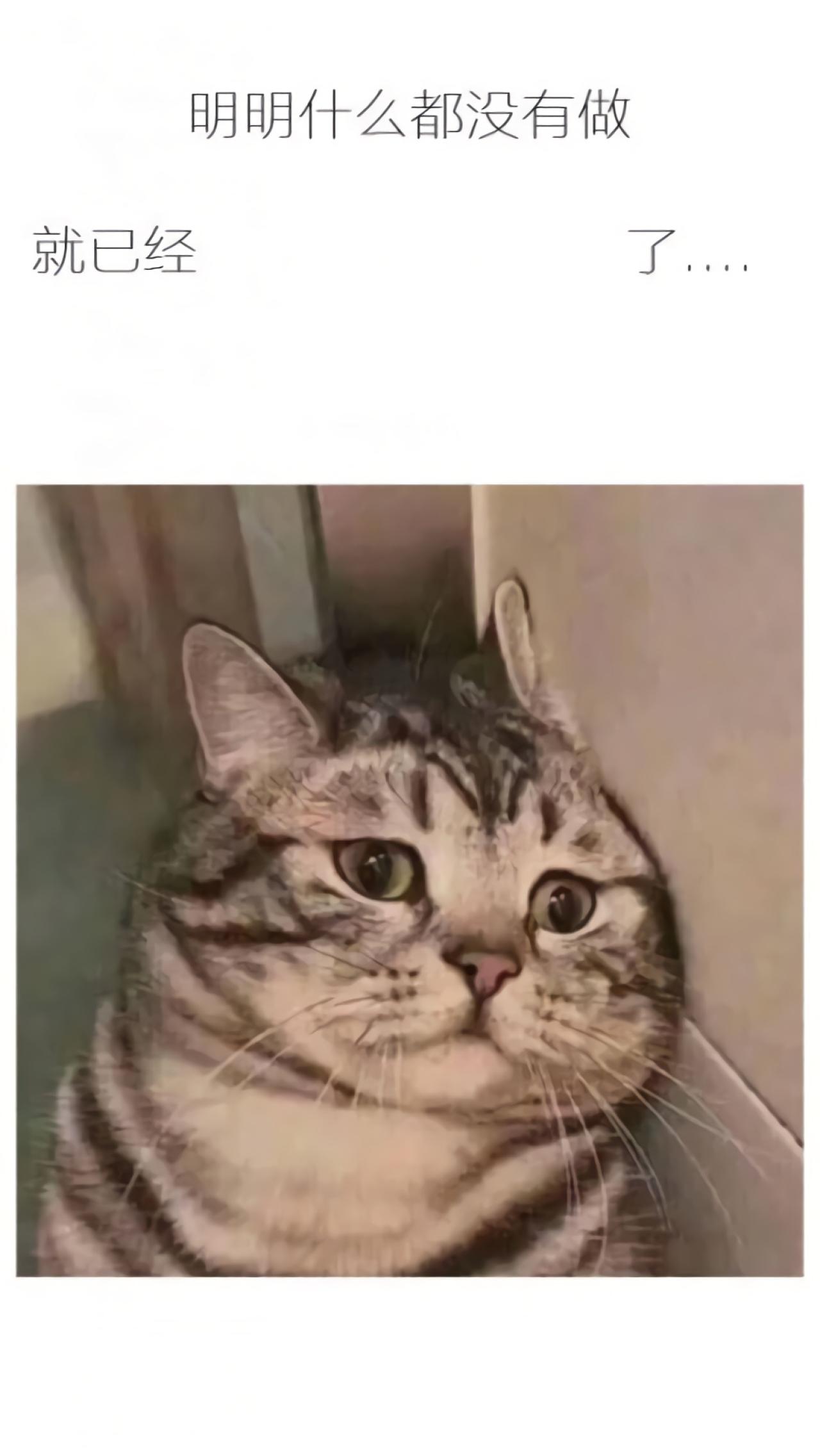 明明什么都没有做就已经了之依靠在墙的猫咪手机壁纸