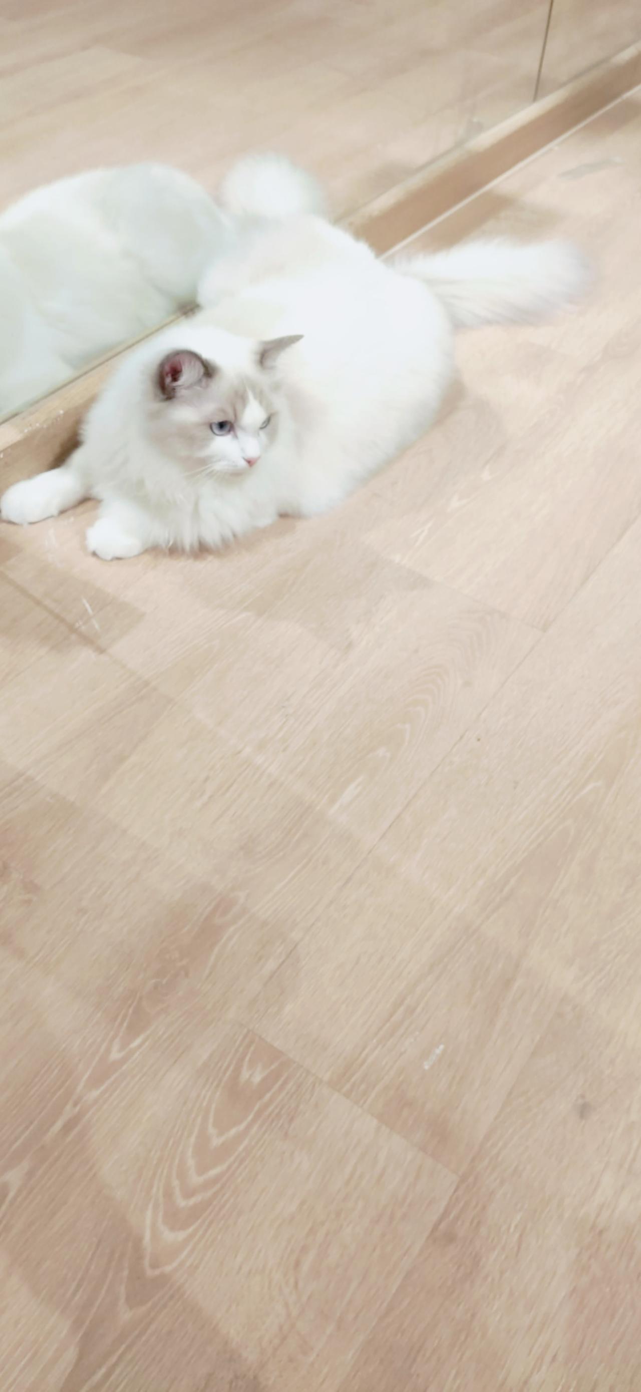 趴在镜子前的白色猫咪 竖屏手机壁纸