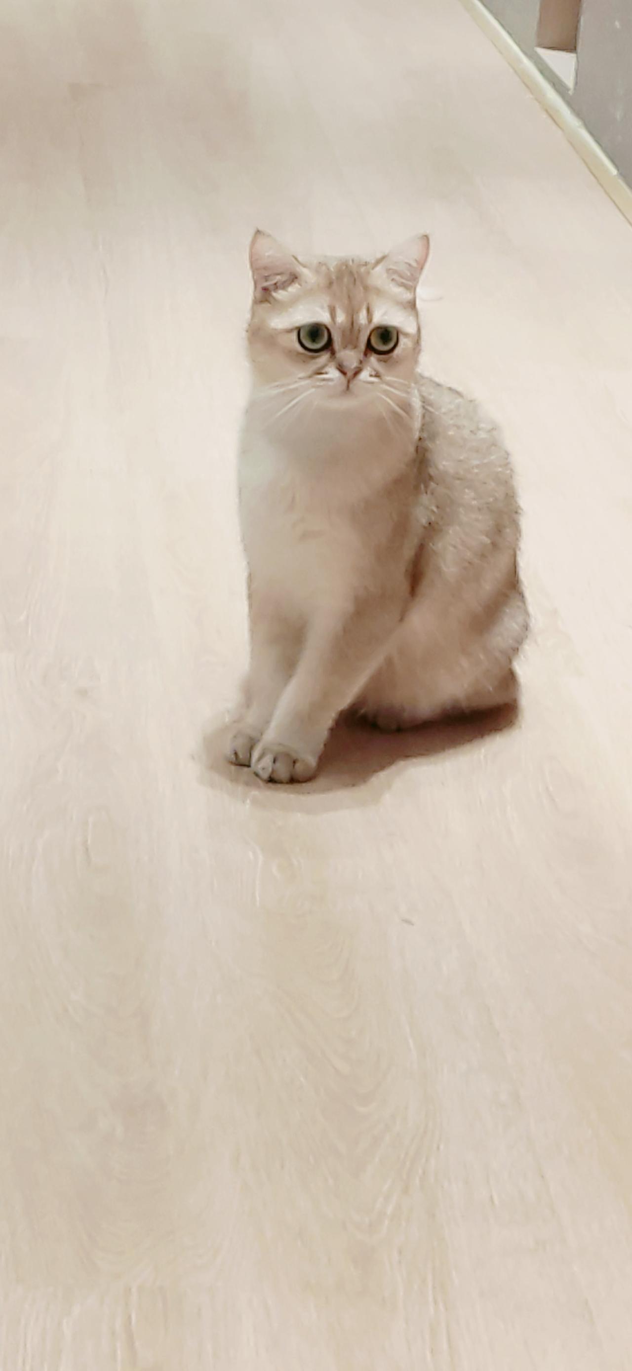 蹲坐在木地板上的黄色猫咪 竖屏手机壁纸