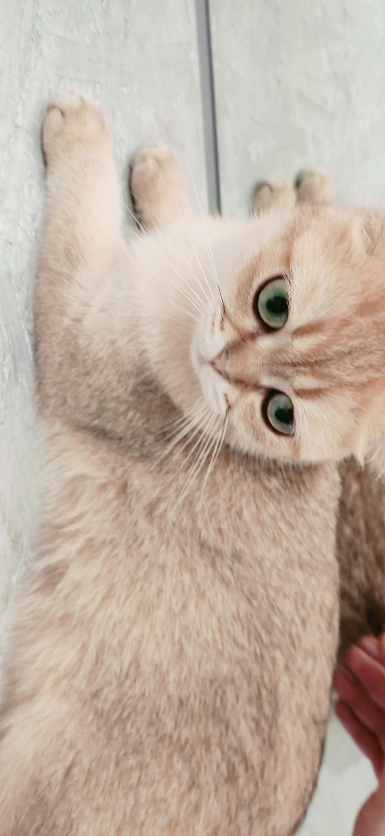 趴在镜子旁的黄色猫咪 横屏电脑壁纸