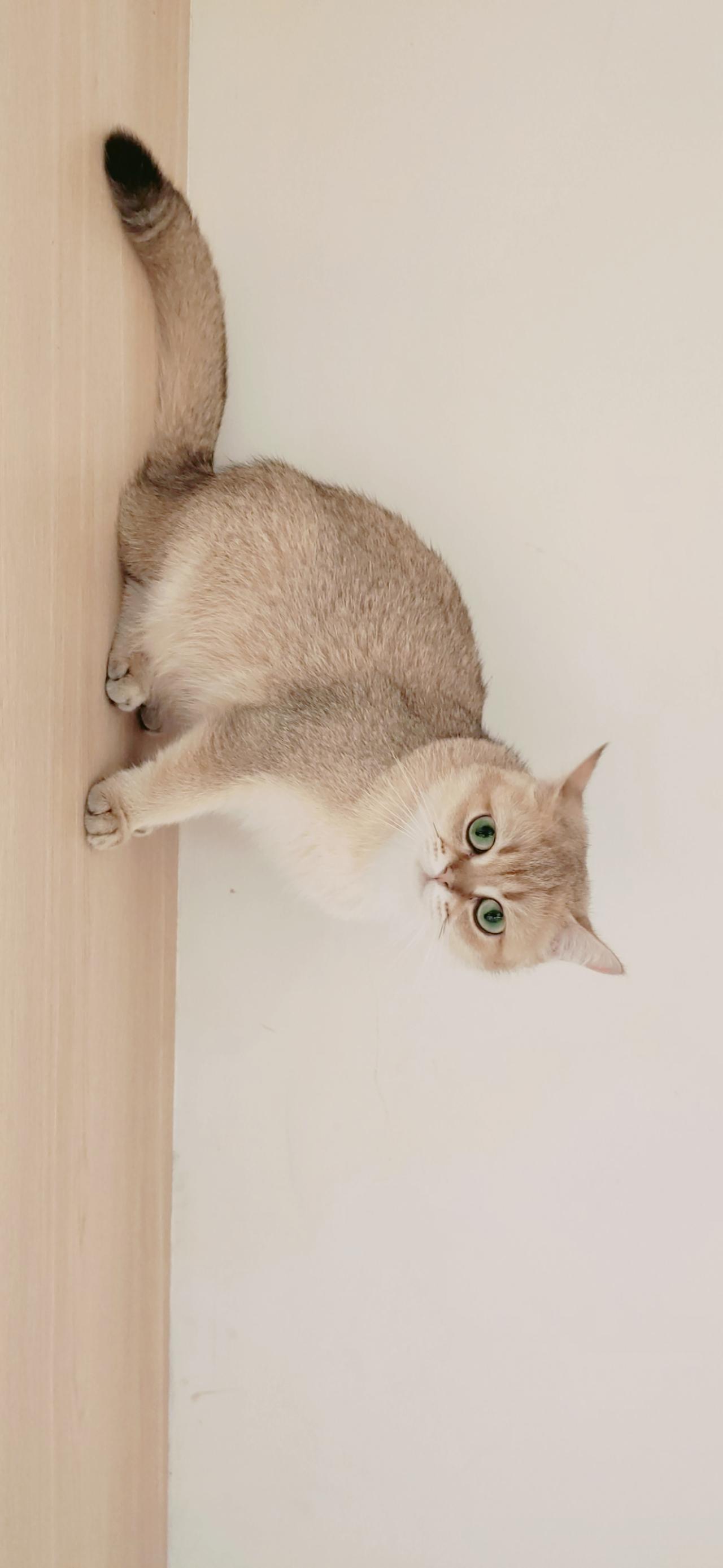 在白墙木纹桌上的黄色猫咪 横屏电脑壁纸