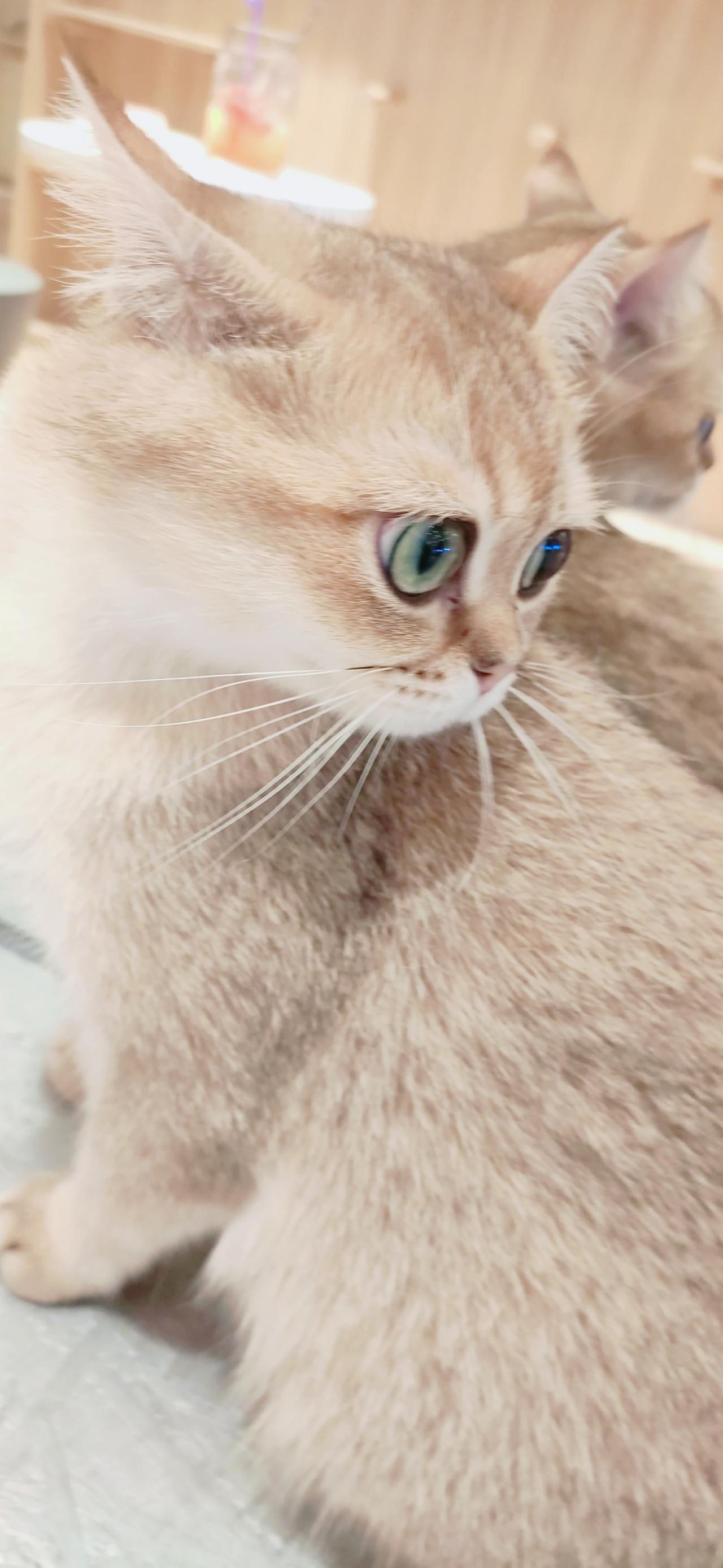 趴在镜子旁回眸的黄色猫咪 竖屏手机壁纸