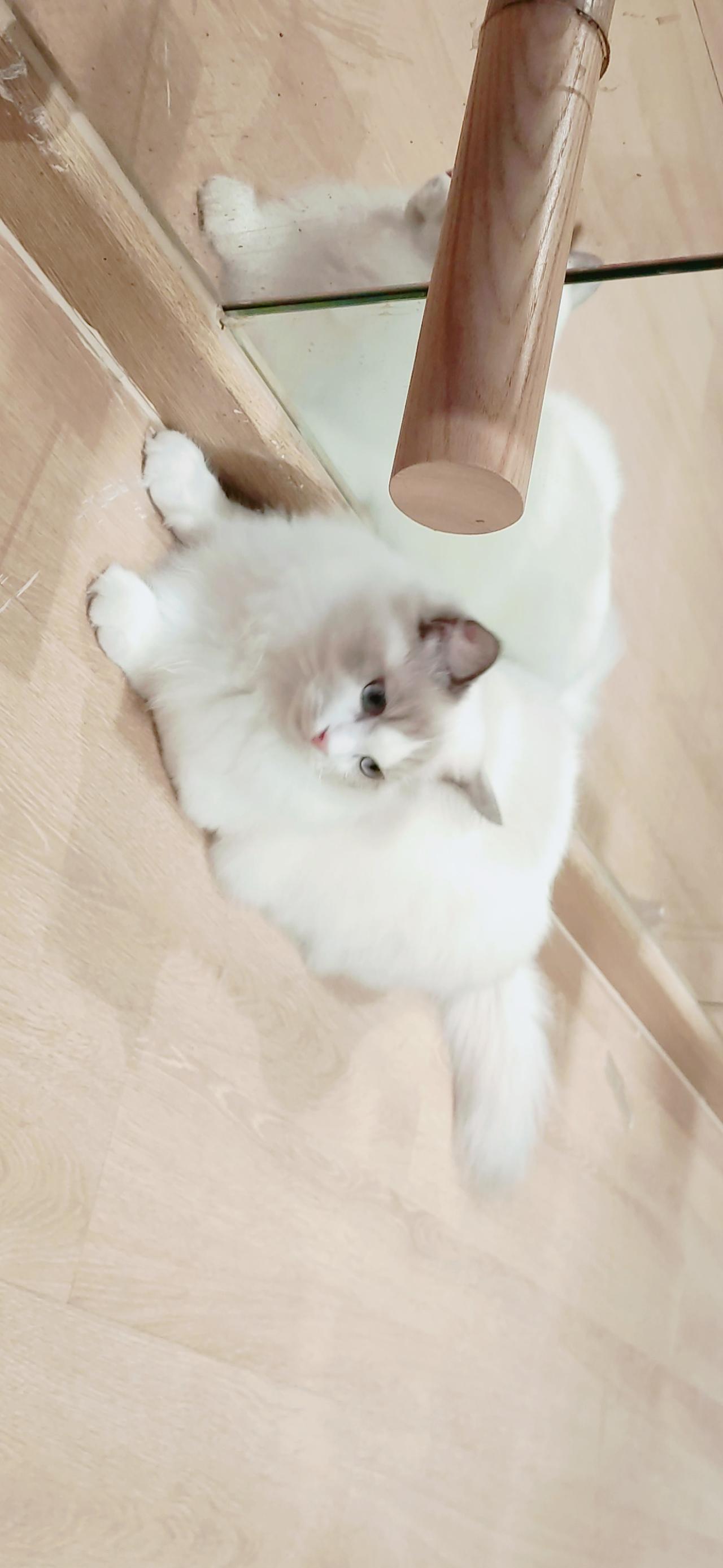 趴在镜子前的白色猫咪 横屏电脑壁纸